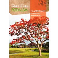 S.FLAMBOYANT ROCALBA S.FLAMBOYANT ROCALBA