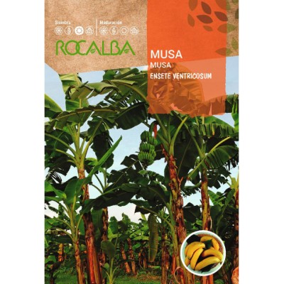 S.MUSA ROCALBA BANANAS