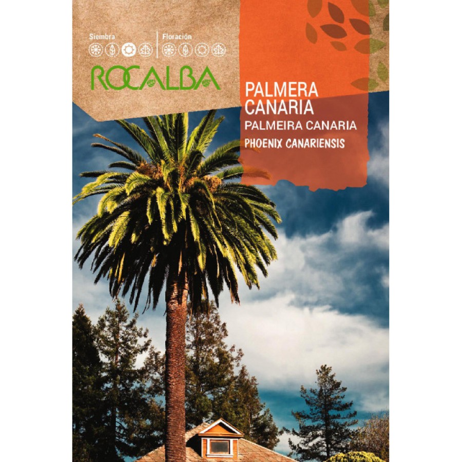 S.PALMEIRA CANARIA ROCALBA