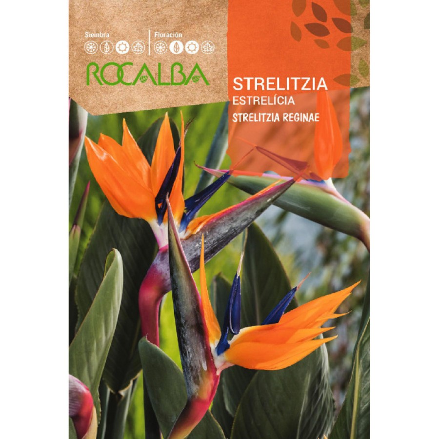 S.STRELITZIA ROCALBA S.STRELITZIA ROCALBA