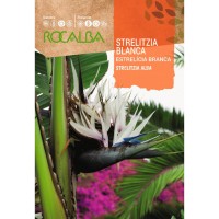 S.STRELITZIA ROCALBA BRANCA S.STRELITZIA ROCALBA BRANCA