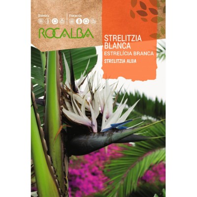 S.STRELITZIA ROCALBA BRANCA