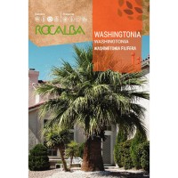 S.PALMEIRA WASHINGTONIA ROCALBA S.PALMEIRA WASHINGTONIA ROCALBA