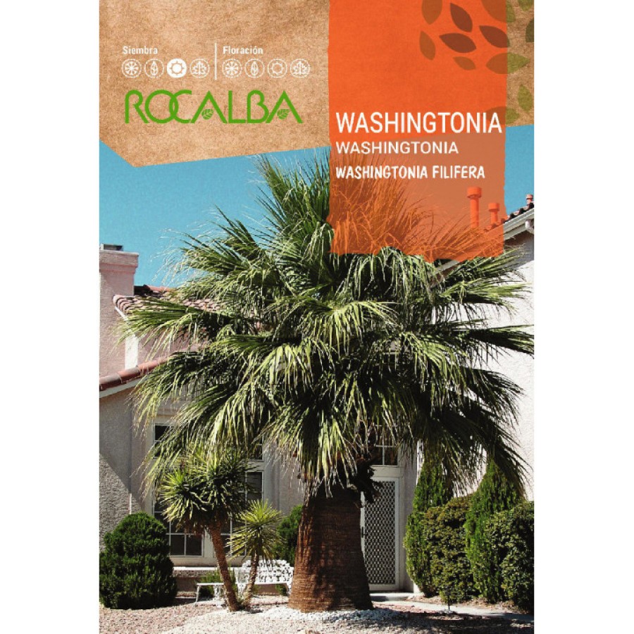 S.PALMEIRA WASHINGTONIA ROCALBA S.PALMEIRA WASHINGTONIA ROCALBA