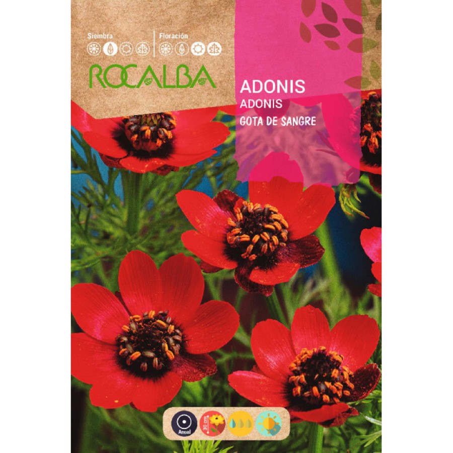 S.ADONIS ROCALBA GOTA DE SANGUE