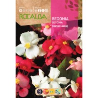 S.BEGONIA ROCALBA SEMPERFLOREN