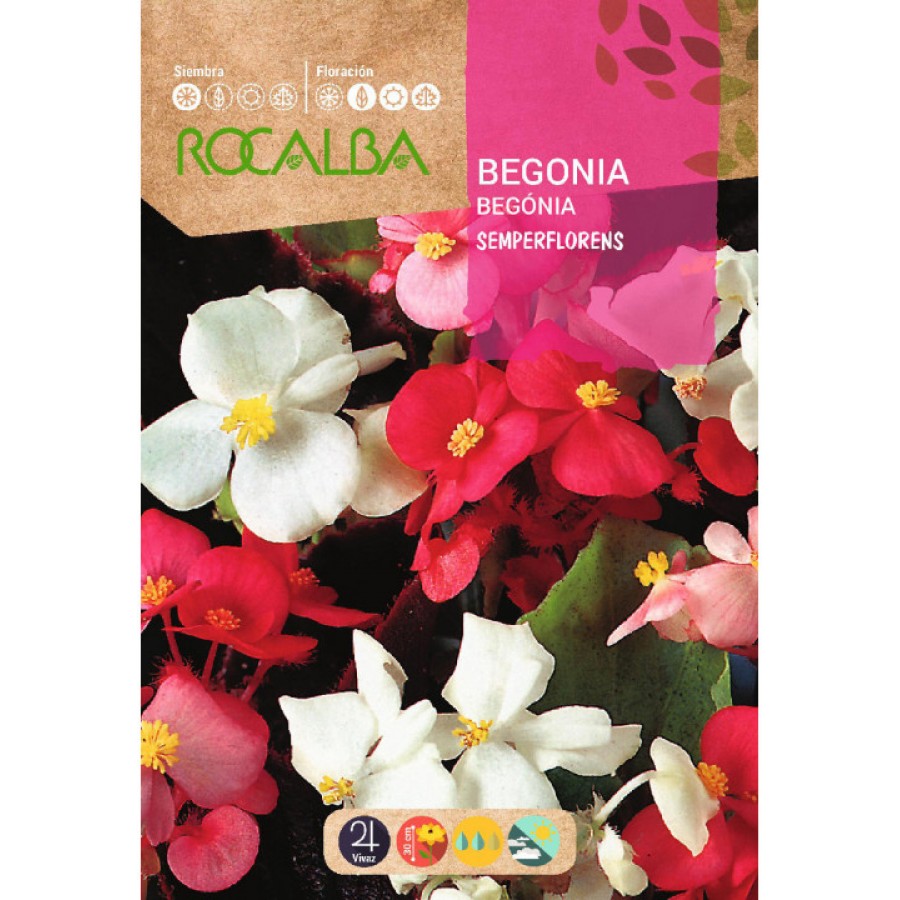 S.BEGONIA ROCALBA SEMPERFLOREN