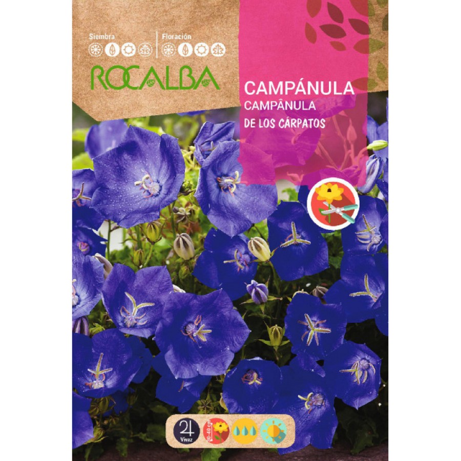 S.CAMPANULA ROCALBA CARPATOS S.CAMPANULA ROCALBA CARPATOS