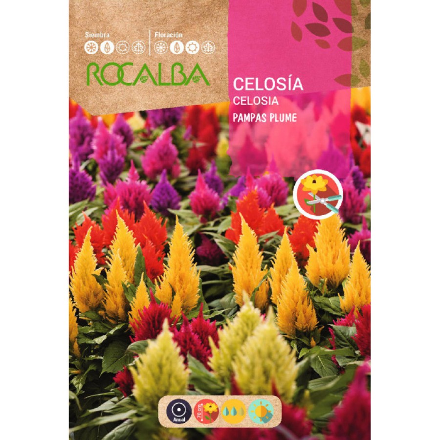S.CELOSIA ROCALBA PLUMOSA VARIADA S.CELOSIA ROCALBA PLUMOSA VARIADA