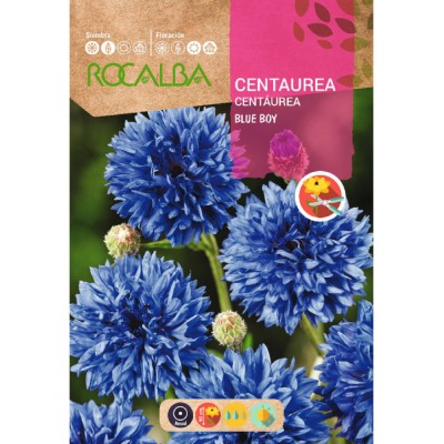 S.CENTAUREA ROCALBA BARBEAU