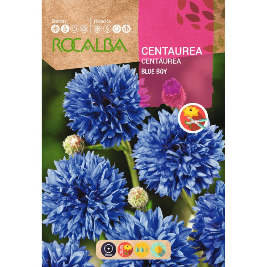 S.CENTAUREA ROCALBA BARBEAU