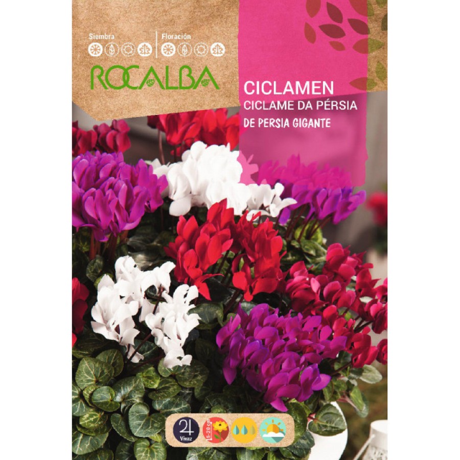 S.CICLAMEN ROCALBA PERSIA MIST. S.CICLAMEN ROCALBA PERSIA MIST.