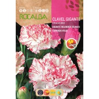 S.CRAVO ROCALBA GIGANTE ESTRIADO S.CRAVO ROCALBA GIGANTE ESTRIADO