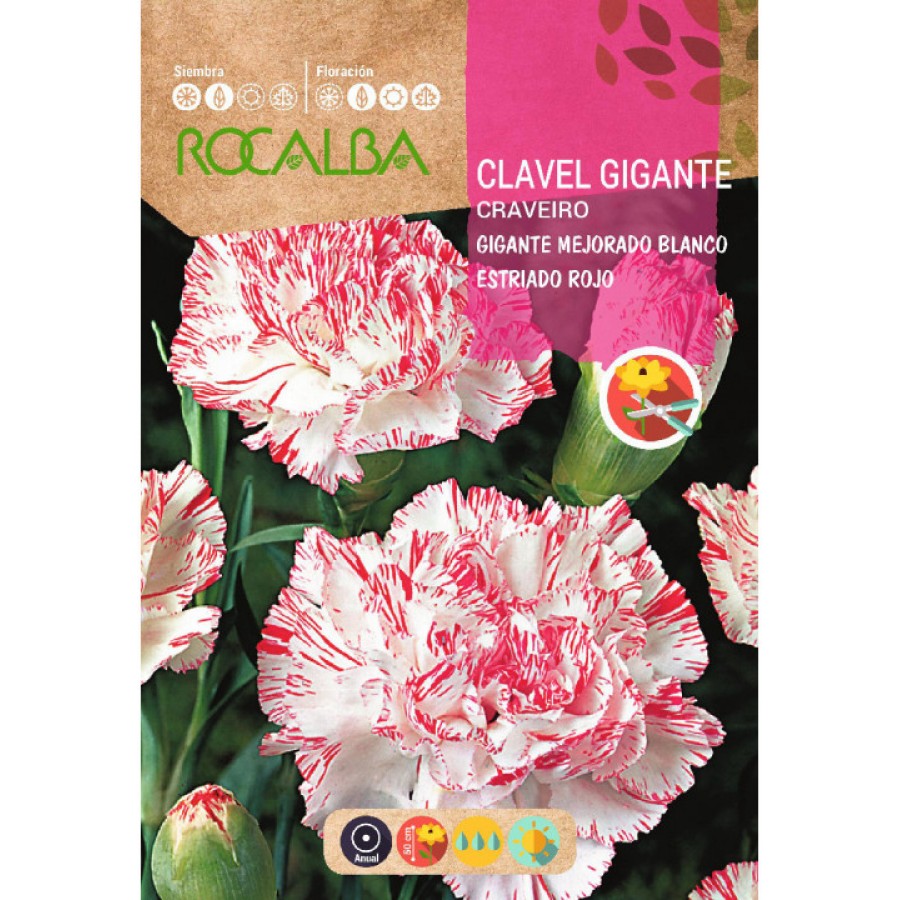 S.CRAVO ROCALBA GIGANTE ESTRIADO S.CRAVO ROCALBA GIGANTE ESTRIADO
