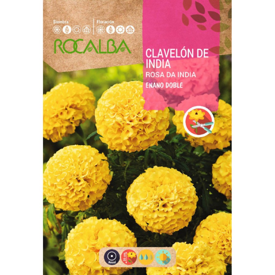 S.CRAVO ROCALBA ROSA INDIA ANA AMARELA S.CRAVO ROCALBA ROSA INDIA ANA AMARELA