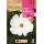 S.COSMOS ROCALBA BRANCO