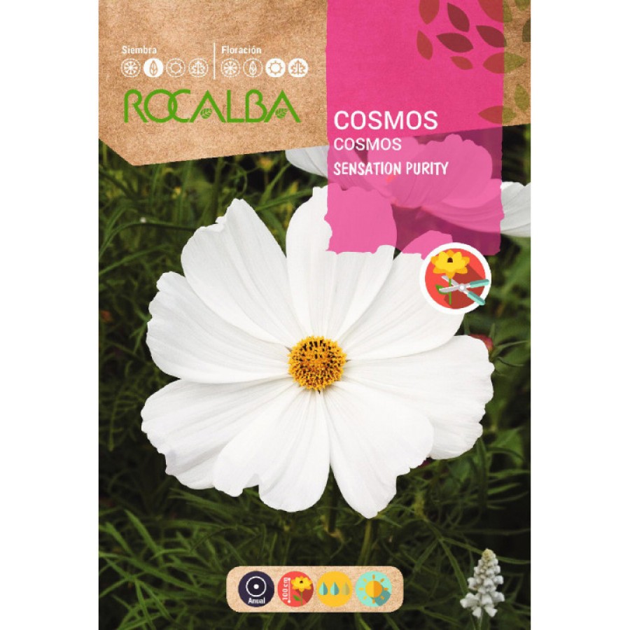 S.COSMOS ROCALBA BRANCO S.COSMOS ROCALBA BRANCO