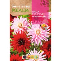 S.DALIA ROCALBA CACTUS DUPLA