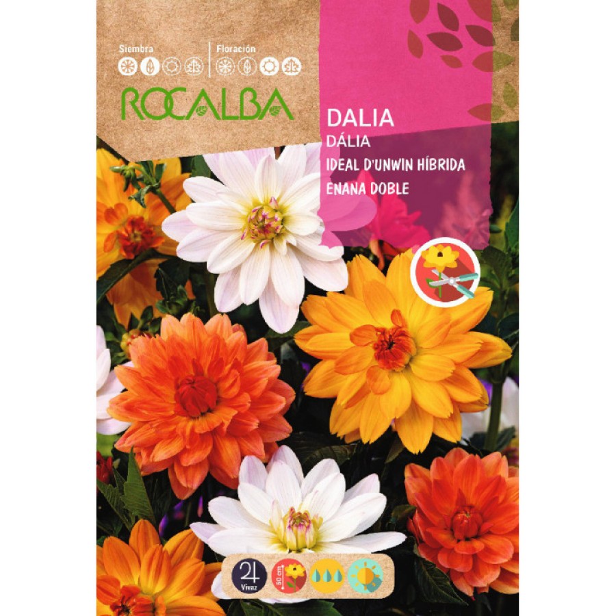S.DALIA ROCALBA IDEAL ANA DUPLA