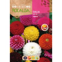 S.DALIA ROCALBA POMPON VARIADA