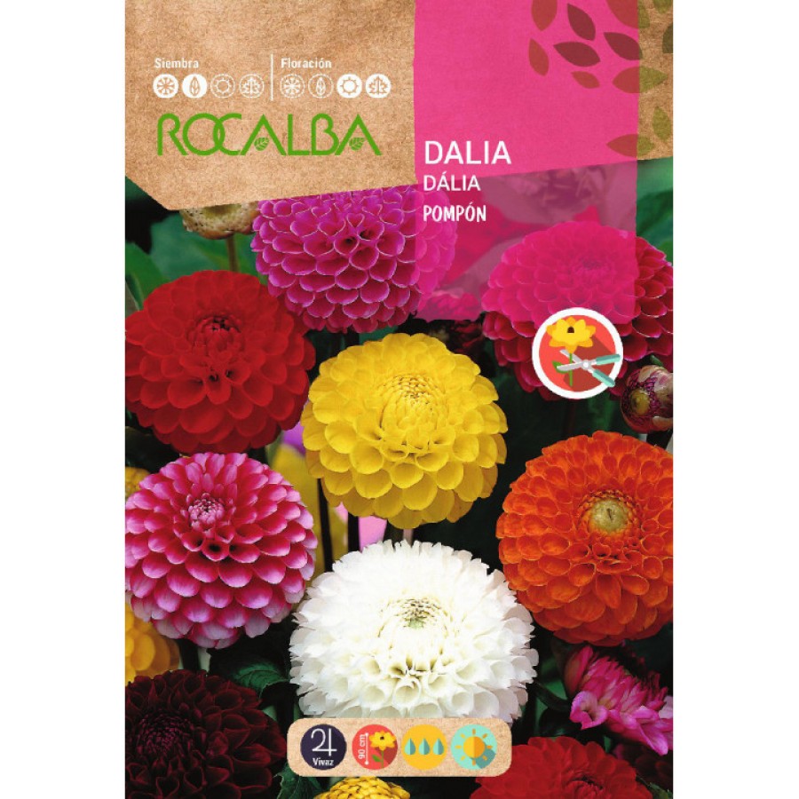 S.DALIA ROCALBA POMPON VARIADA