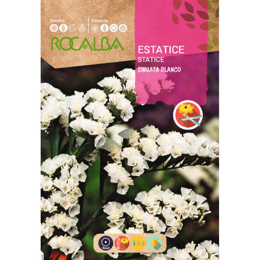 S.STATICE ROCALBA SINUATA BRANCO S.STATICE ROCALBA SINUATA BRANCO