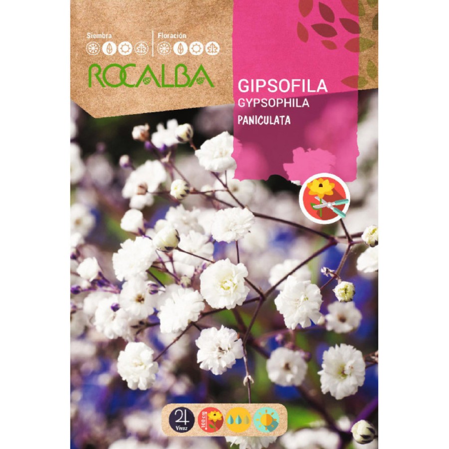 S.GIPSOFILA ROCALBA PANICULADA BRANCA S.GIPSOFILA ROCALBA PANICULADA BRANCA