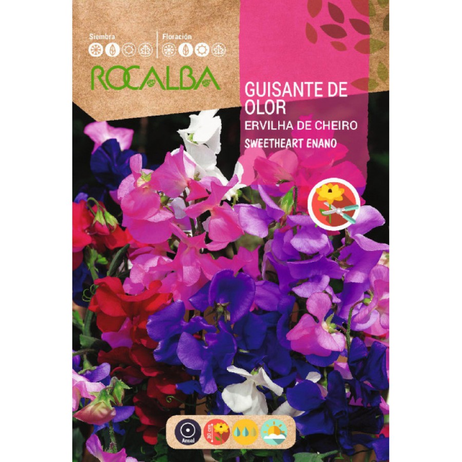 S.ERVILHA DE CHEIRO ROCALBA ANAO SWEETHE S.ERVILHA DE CHEIRO ROCALBA ANAO SWEETHE