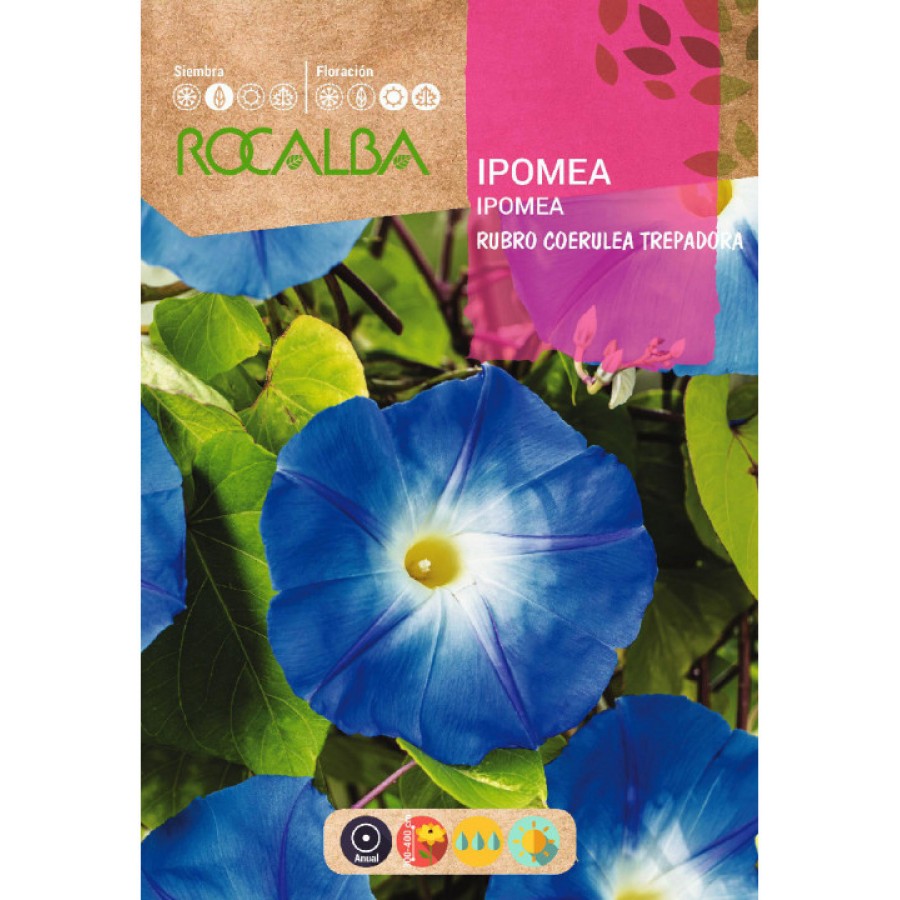 S.IPOMEA ROCALBA AZUL TREPADEIRA S.IPOMEA ROCALBA AZUL TREPADEIRA
