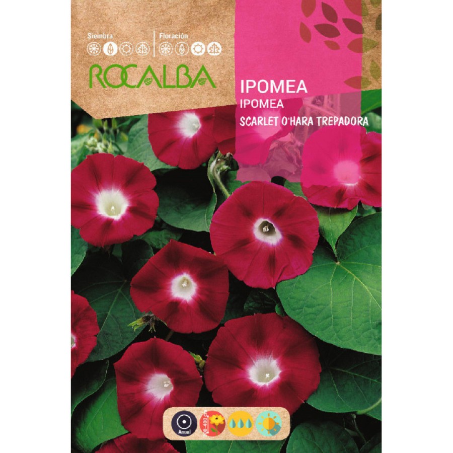 S.IPOMEA ROCALBA VERMELHA TREPADEIRA