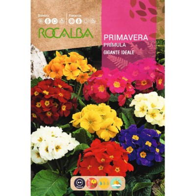 S.PRIMULAS ROCALBA GIGANTE IDEAL MISTURA