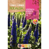 S.VERONICA ROCALBA SPICATA AZUL
