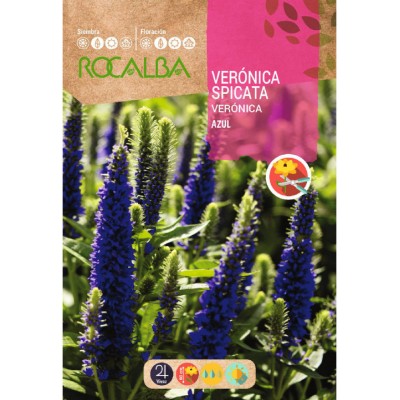 S.VERONICA ROCALBA SPICATA AZUL