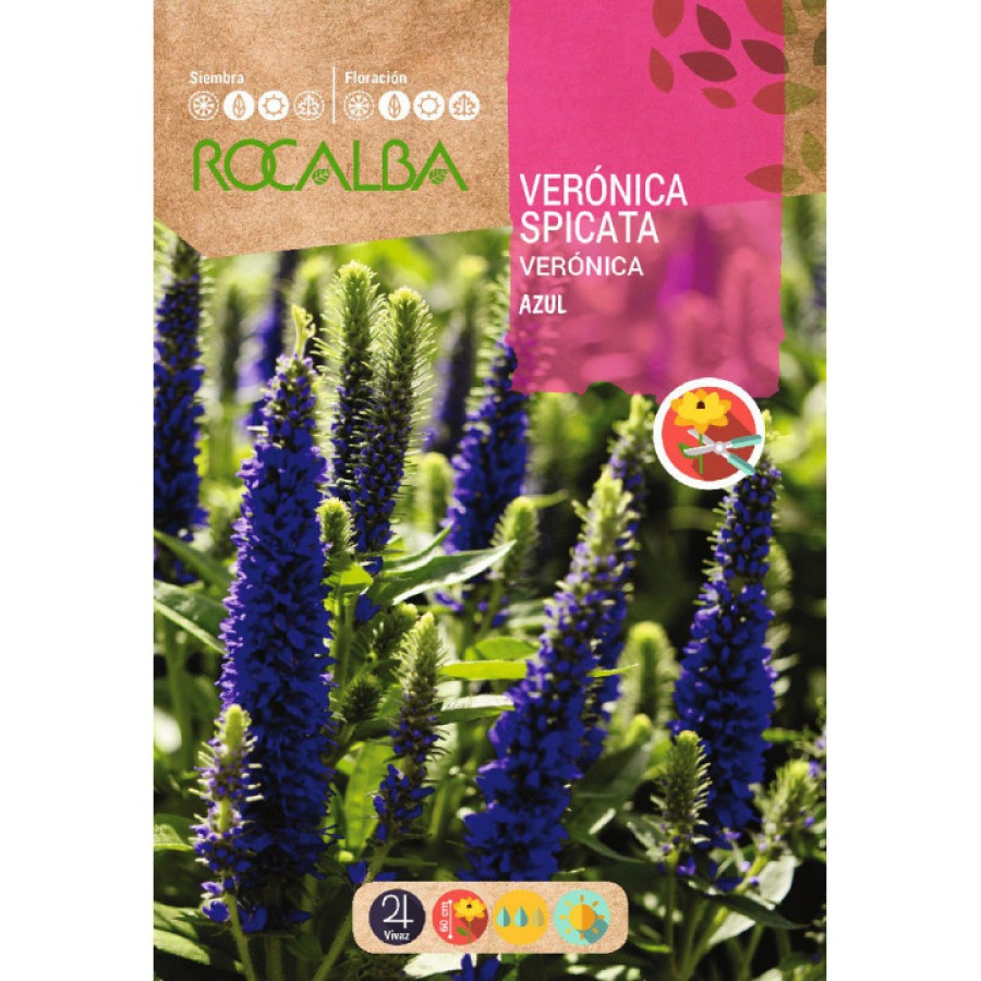 S.VERONICA ROCALBA SPICATA AZUL