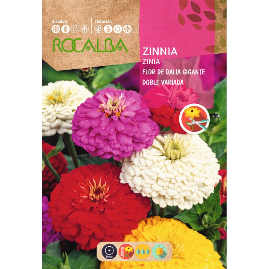 S.ZINIA ROCALBA GIGANTE FLOR DALIA