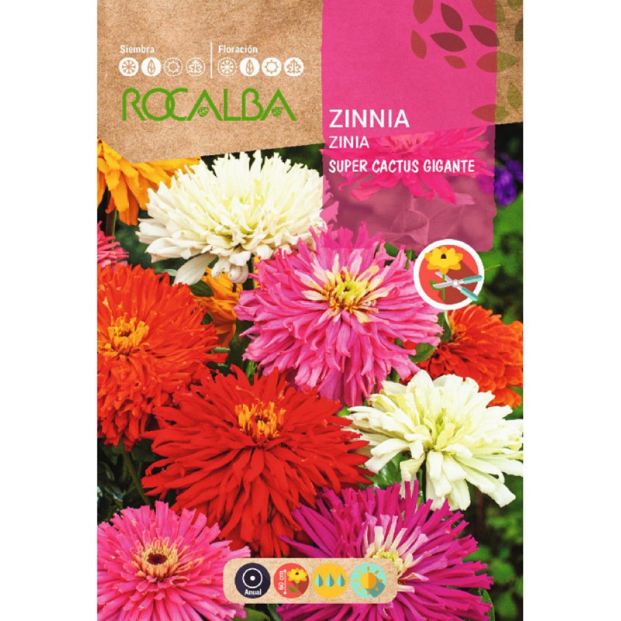 S.ZINIA ROCALBA GIGANTE SUPERCACTUS
