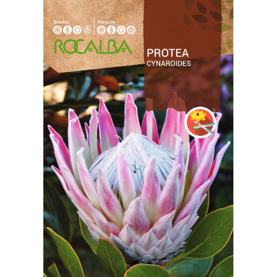 S.PROTEA ROCALBA CYNAROIDES S.PROTEA ROCALBA CYNAROIDES