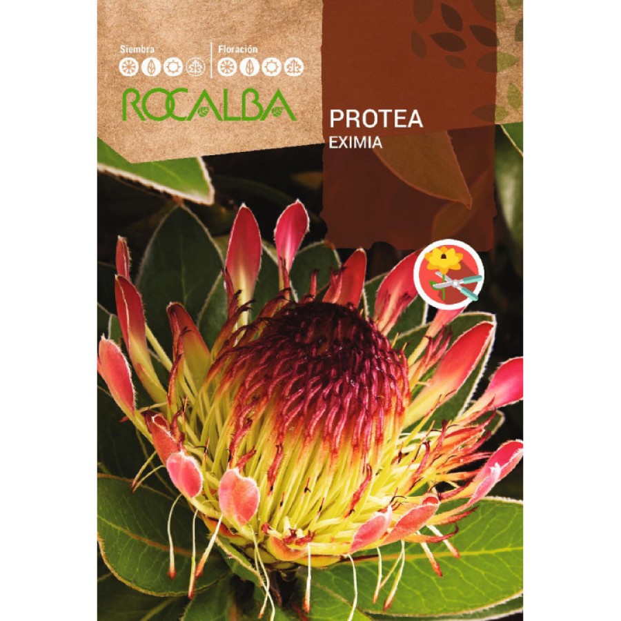 S.PROTEA ROCALBA EXIMIA S.PROTEA ROCALBA EXIMIA