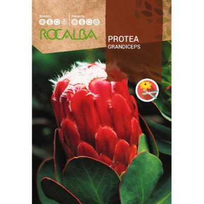 S.PROTEA ROCALBA GRANDICEPS