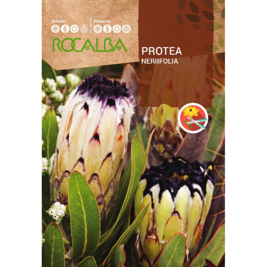 S.PROTEA ROCALBA NERIFOLIA S.PROTEA ROCALBA NERIFOLIA