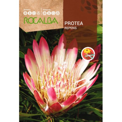 S.PROTEA ROCALBA REPENS