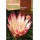 S.PROTEA ROCALBA REPENS