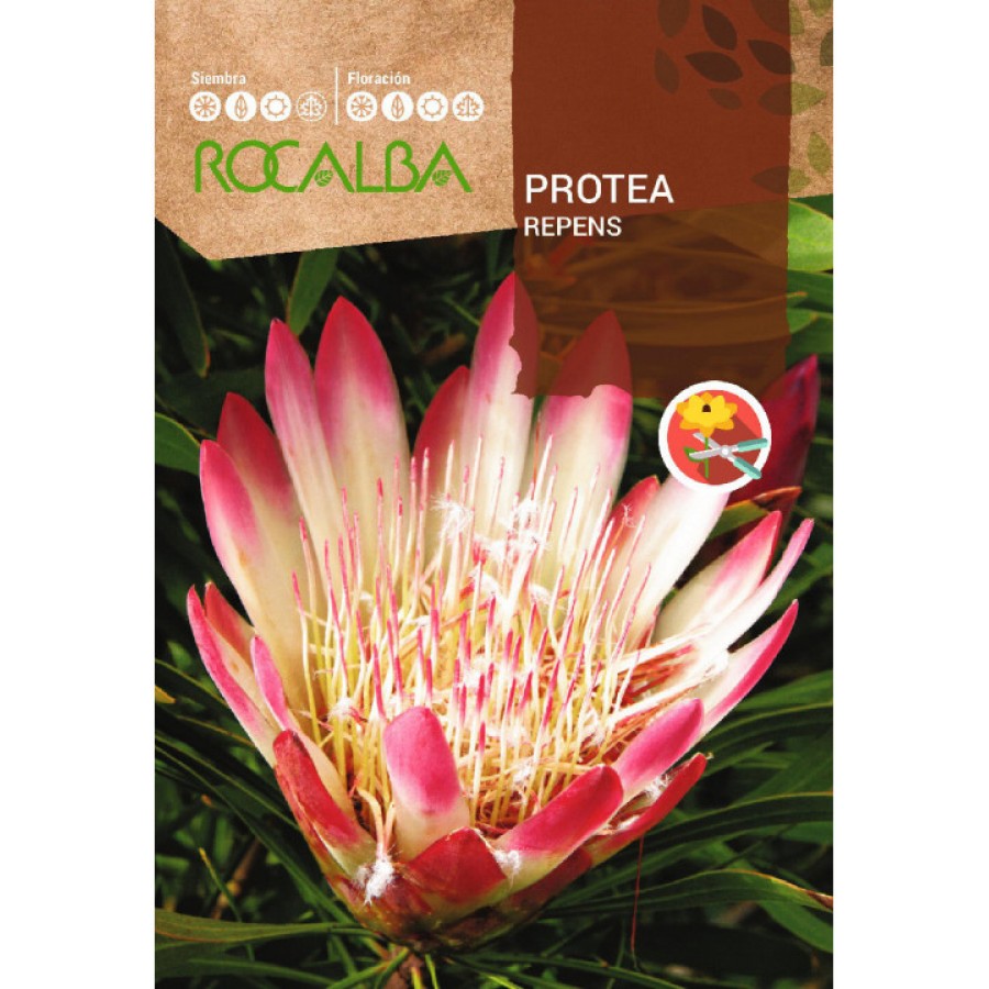 S.PROTEA ROCALBA REPENS S.PROTEA ROCALBA REPENS