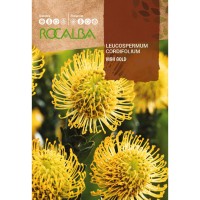S.PROTEA ROCALBA LEUCOSPERMUM AMARELO S.PROTEA ROCALBA LEUCOSPERMUM AMARELO