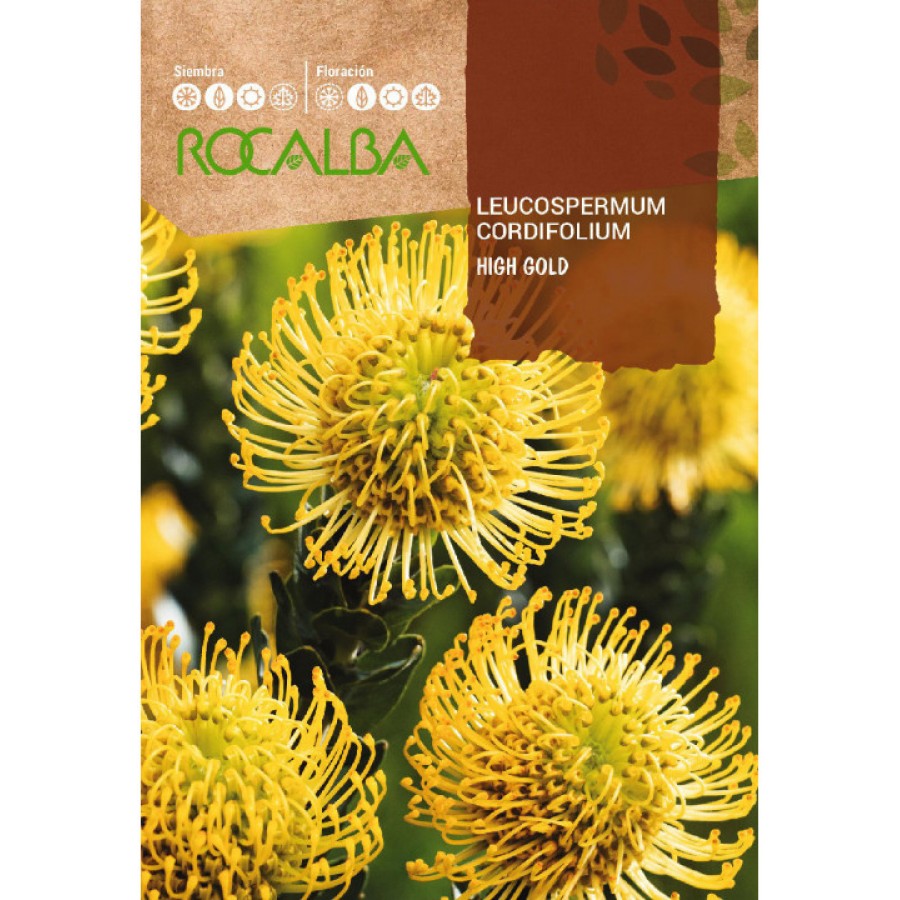 S.PROTEA ROCALBA LEUCOSPERMUM AMARELO S.PROTEA ROCALBA LEUCOSPERMUM AMARELO