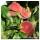 S.ARVORE FRUTO -PESSEGUEIRO EM VASO MARACOTAO ROSA