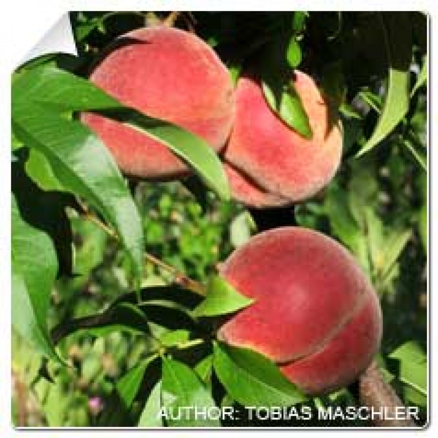 S.ARVORE FRUTO -PESSEGUEIRO EM VASO MARACOTAO ROSA S.ARVORE FRUTO -PESSEGUEIRO EM VASO MARACOTAO ROSA