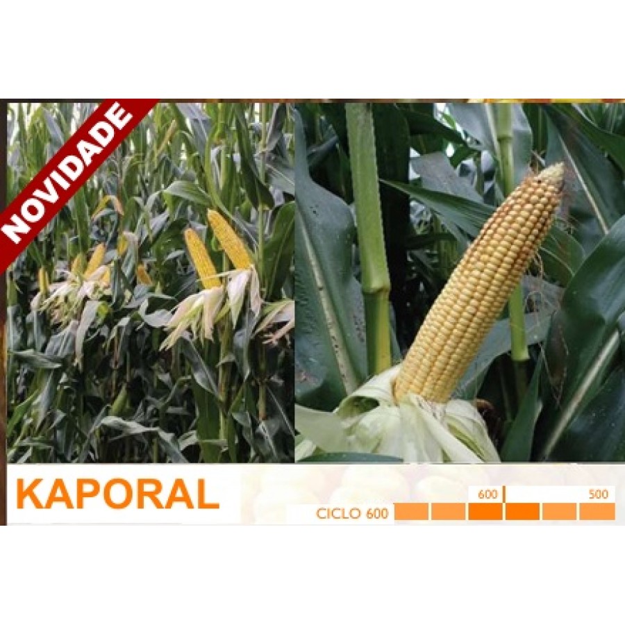 S.MILHO HIBRIDO ROCALBA KAPORAL COM KORIT - 50MGR S.MILHO HIBRIDO ROCALBA KAPORAL COM KORIT - 50MGR