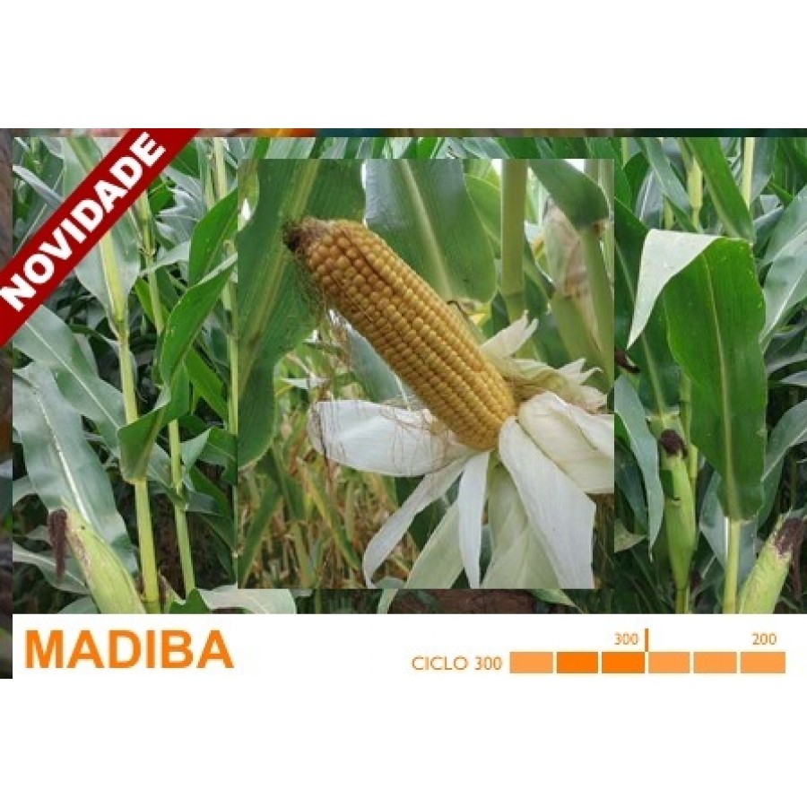 S.MILHO HIBRIDO ROCALBA MADIBA COM KORIT - 50MGR S.MILHO HIBRIDO ROCALBA MADIBA COM KORIT - 50MGR