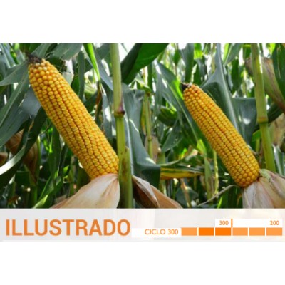 S.MILHO HIBRIDO ROCALBA ILLUSTRADO - 15MGR